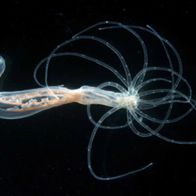 Bodybuilding in Ancient Times: How the Sea Anemone Got Its Back