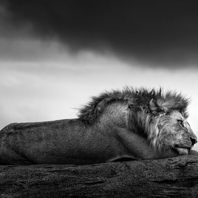 From the Wild to the Wall: Why Investing in Johan Siggesson’s Photography Makes Sense
