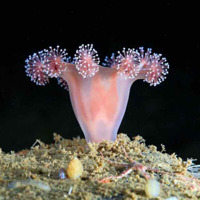 Global Call for Moratorium on Deep-Sea Mining to Protect Ocean Ecosystems and Future Generations