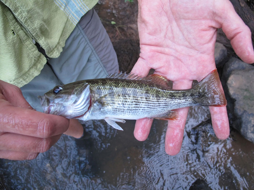 The Altamaha bass. © University of Georgia