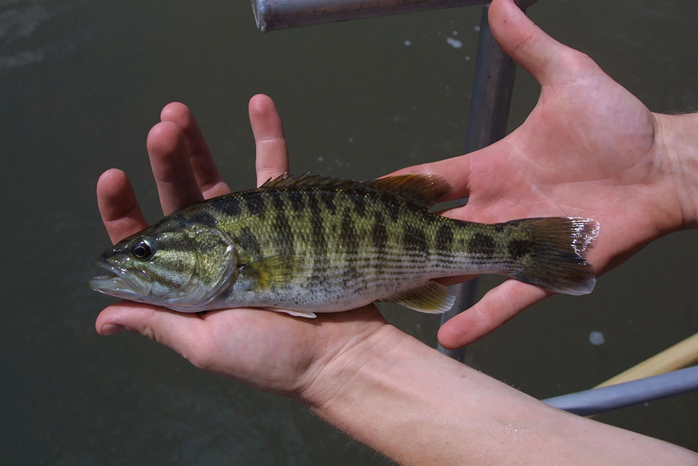 University of Georgia Ecologists Identify Two New Black Bass Species ...