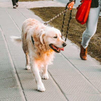 How Often Should You Be Taking Your Dog for a Walk?