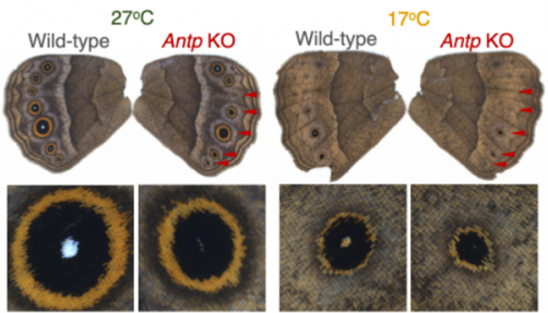 In B. anynana, when the gene Antp is knocked out (KO), eyespots become smaller, but the effect is stronger under higher temperature conditions. © Tian Shen